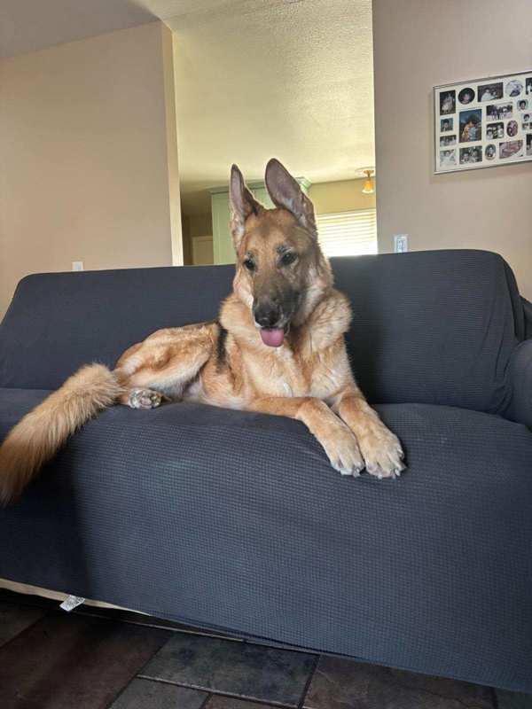 Tank, an adoptable German Shepherd Dog, Borzoi in Oceanside, CA, 92058 | Photo Image 5
