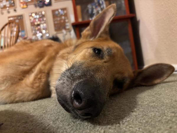 Tank, an adoptable German Shepherd Dog, Borzoi in Oceanside, CA, 92058 | Photo Image 6