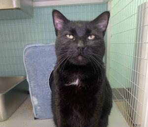 Blake Domestic Medium Hair Cat