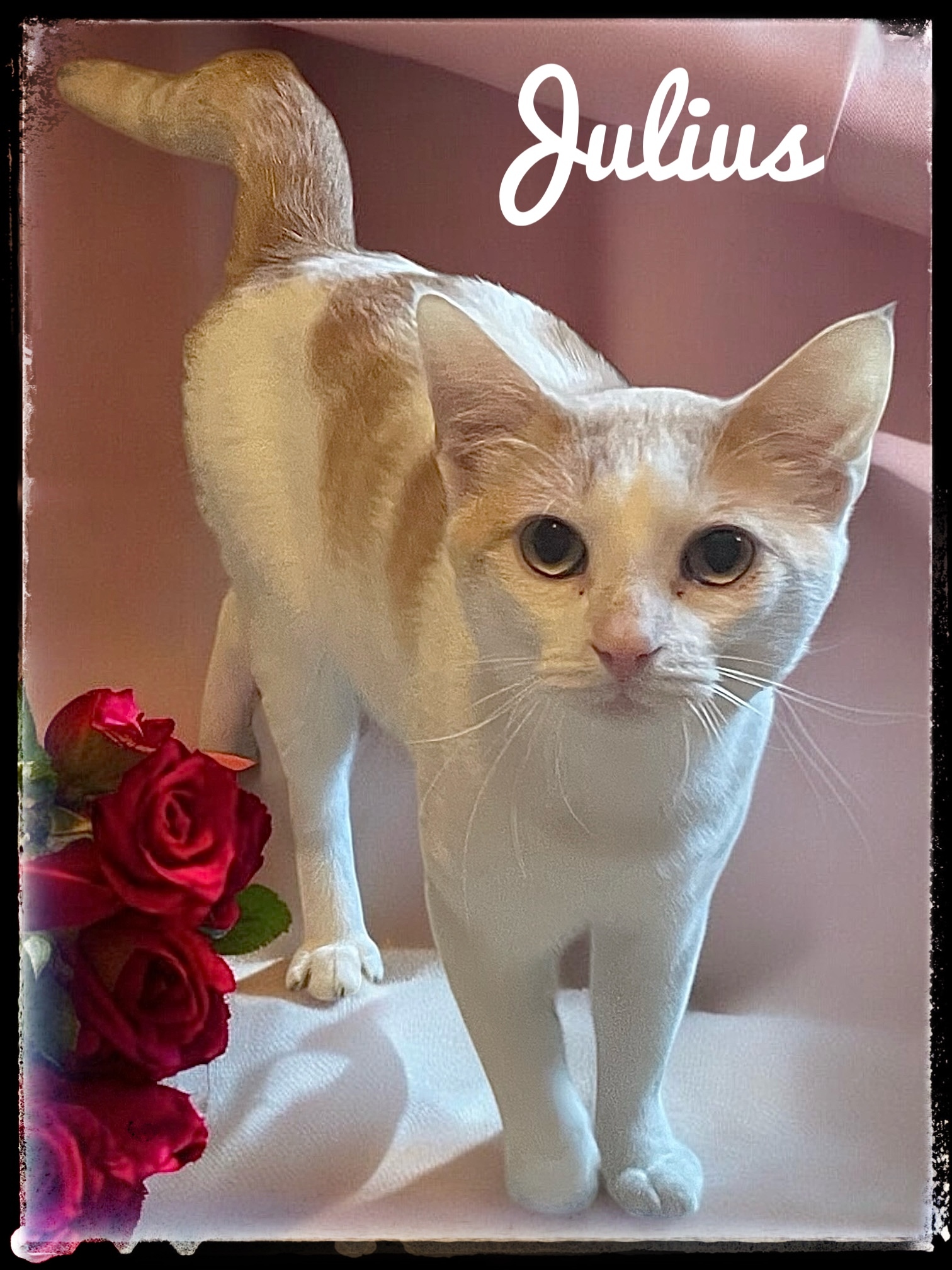 Julius