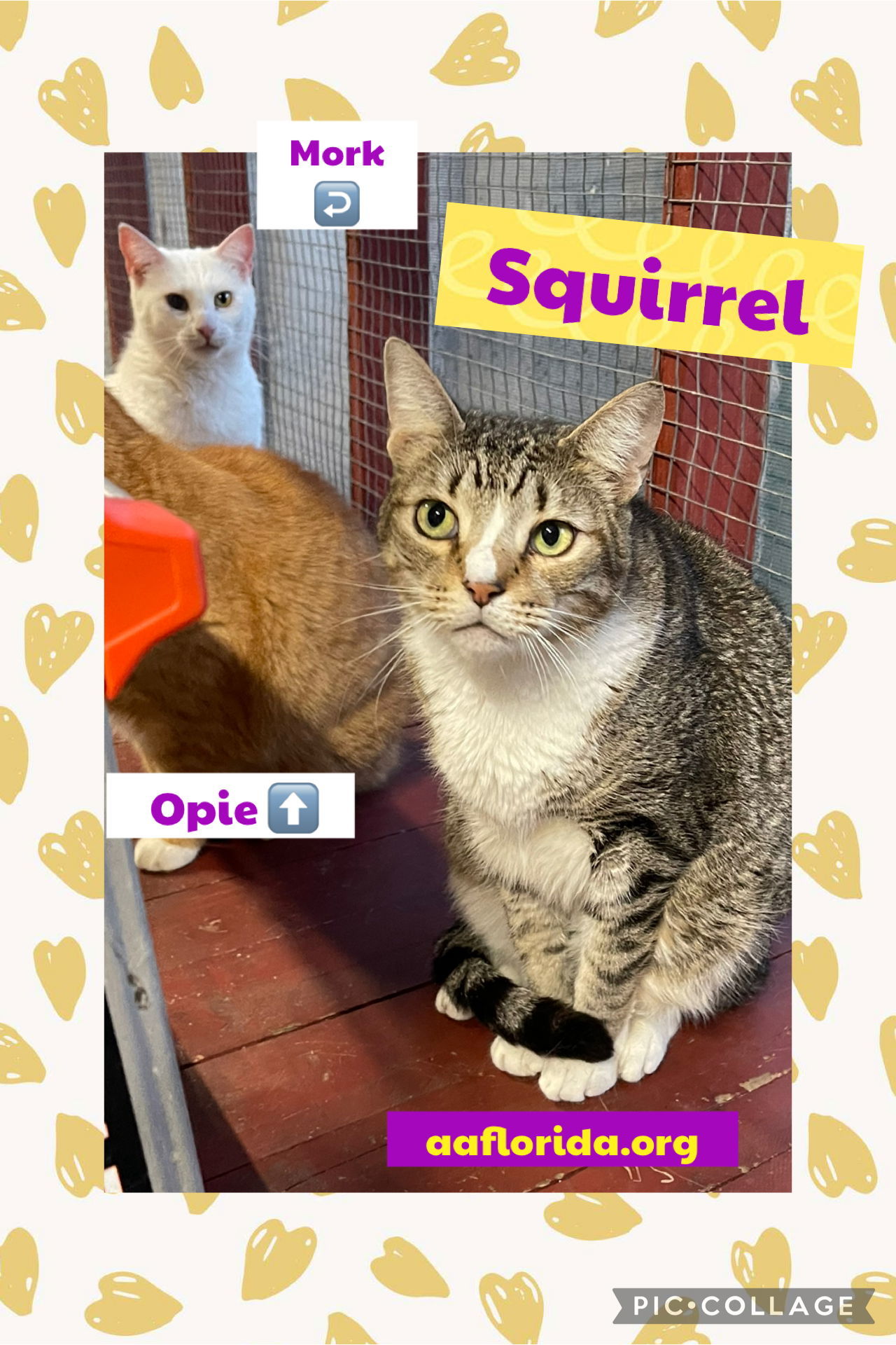 Squirrel *Cyd