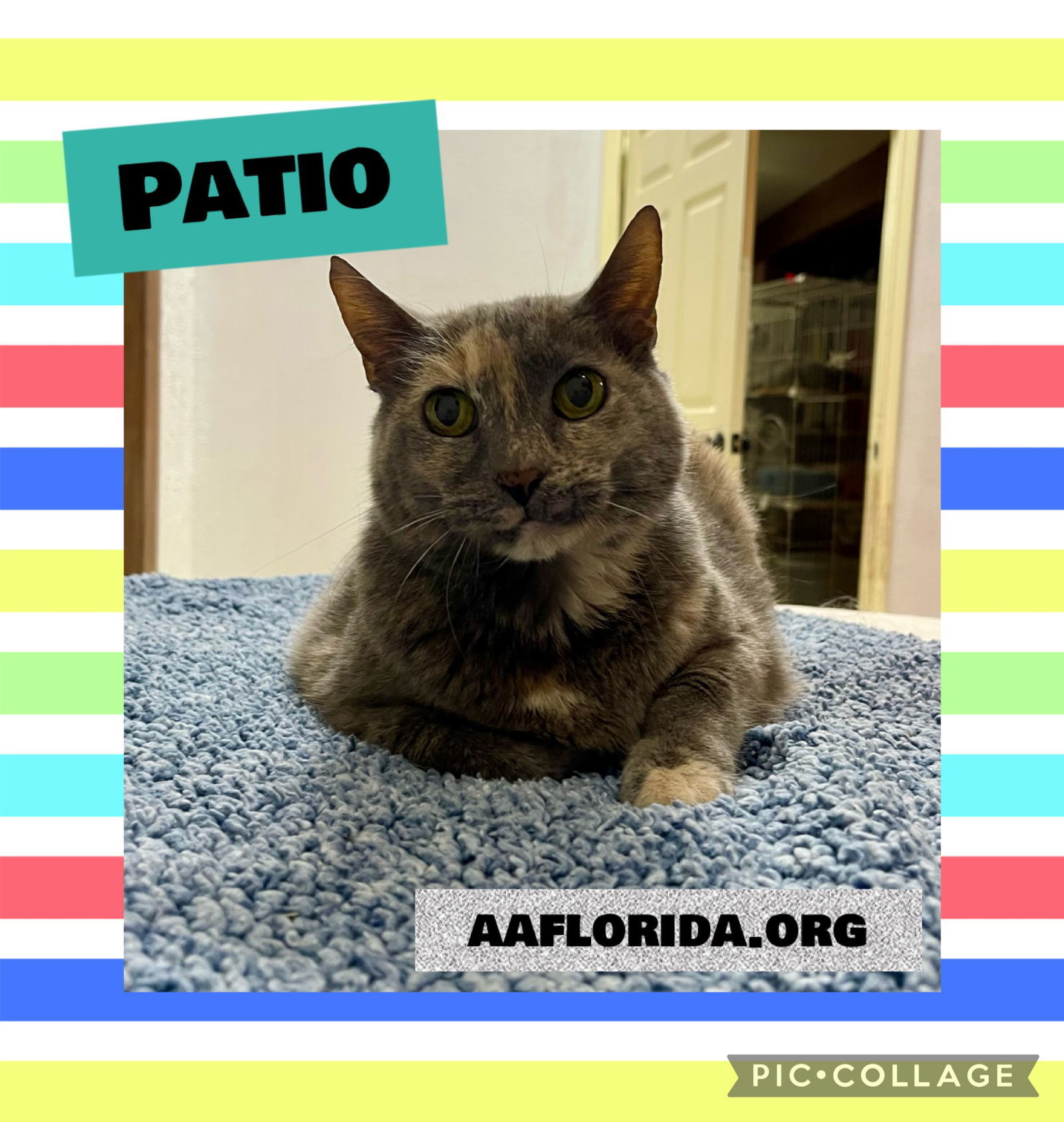 Patio *Cyd
