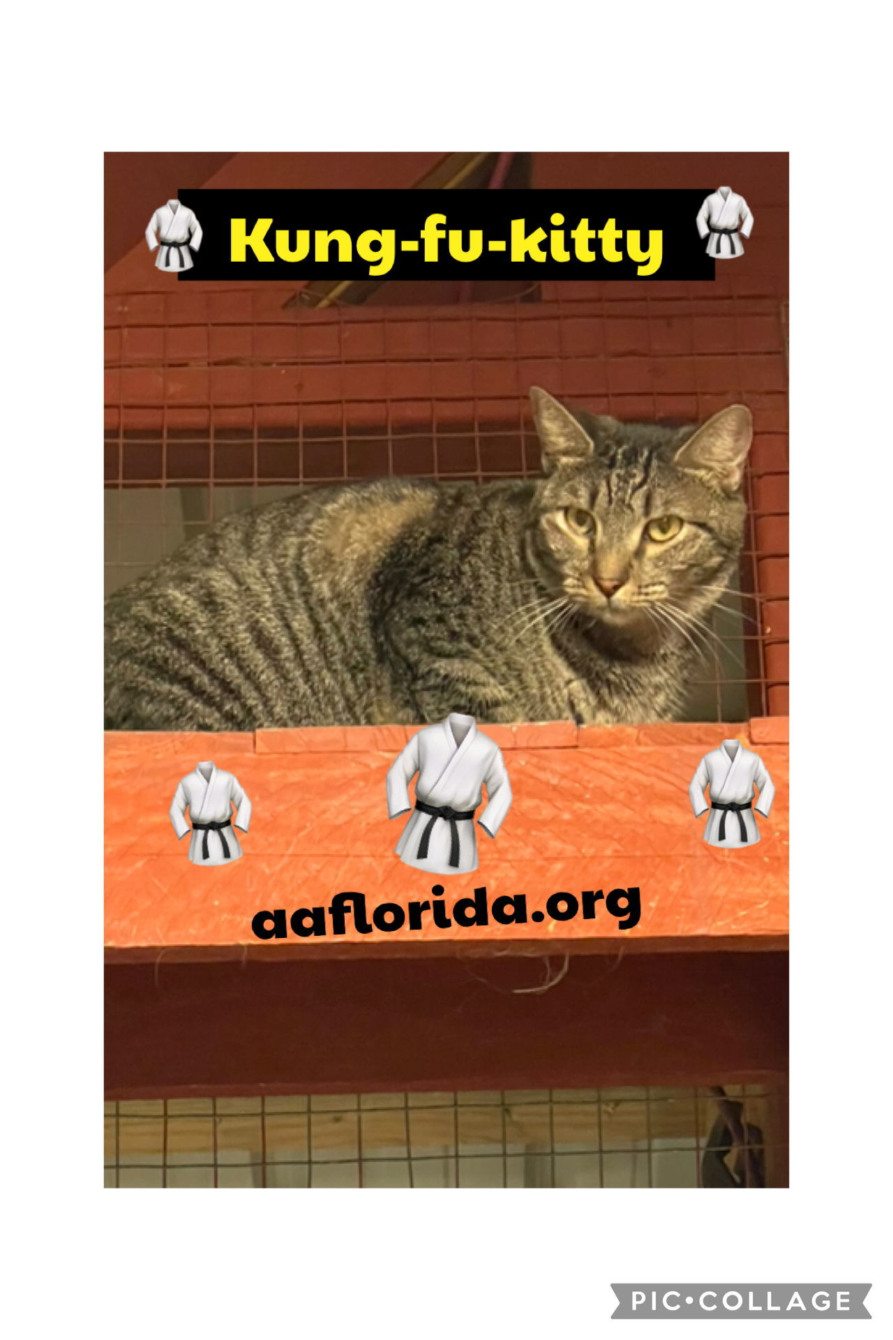 Kung-Fu-Kitty *cyd