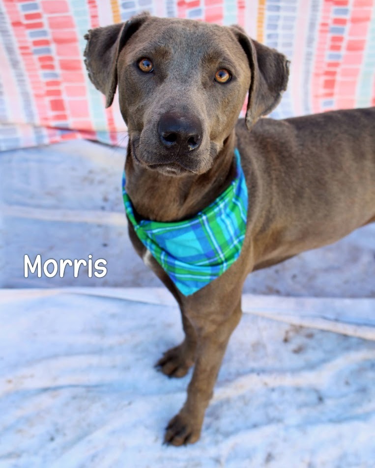 Morris