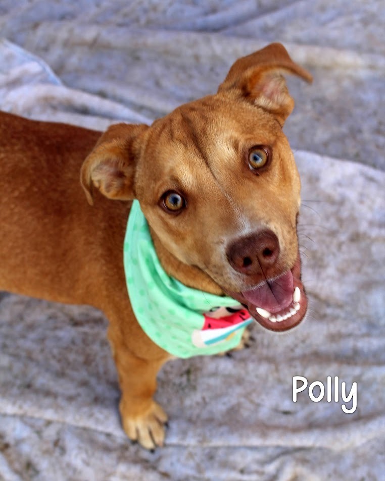 Polly