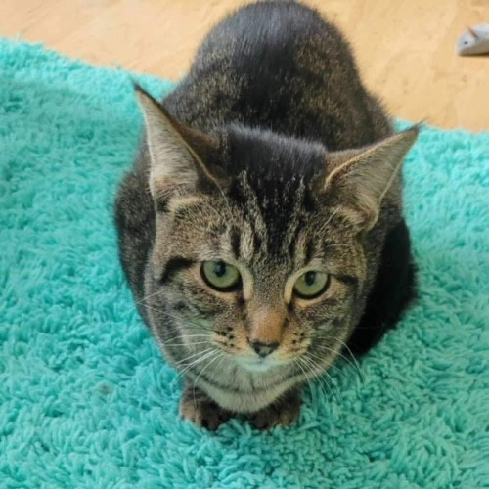 Popsicle, an adoptable Domestic Short Hair in Evergreen, CO, 80437 | Photo Image 1
