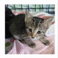 Popsicle, an adoptable Domestic Short Hair in Evergreen, CO, 80437 | Photo Image 2