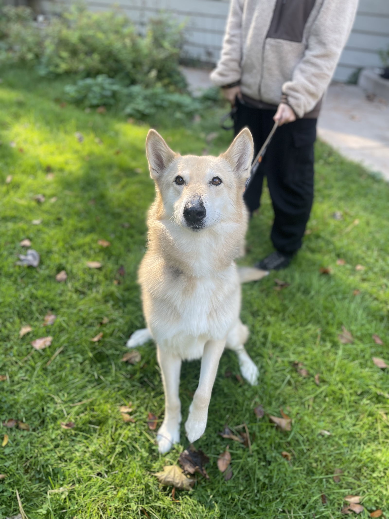 Tobi, an adoptable Shepherd, Husky in Saint Cloud, MN, 56303 | Photo Image 1
