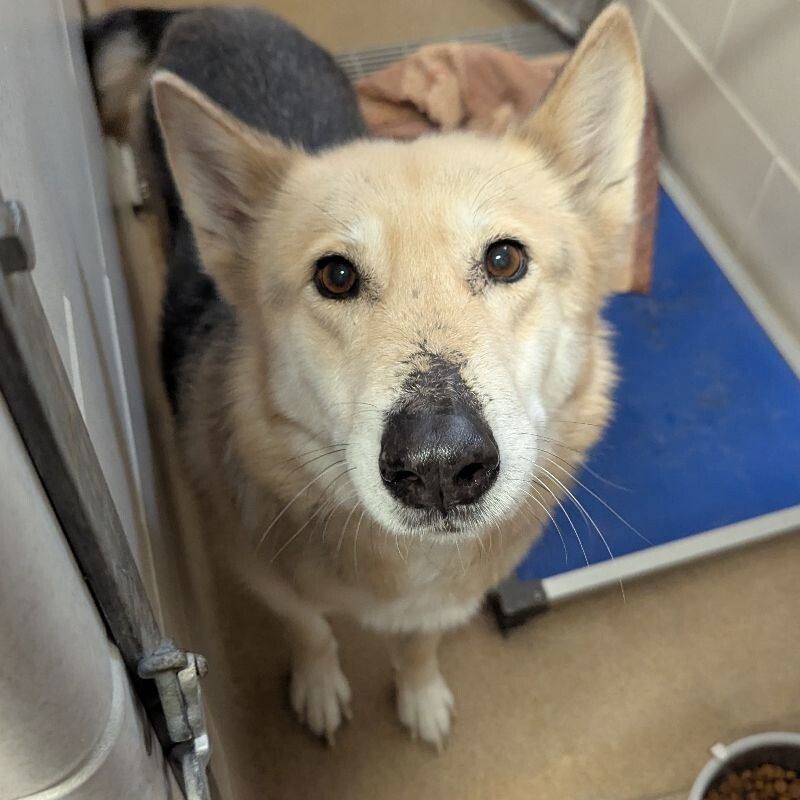 Tobi, an adoptable Shepherd, Husky in Saint Cloud, MN, 56303 | Photo Image 2