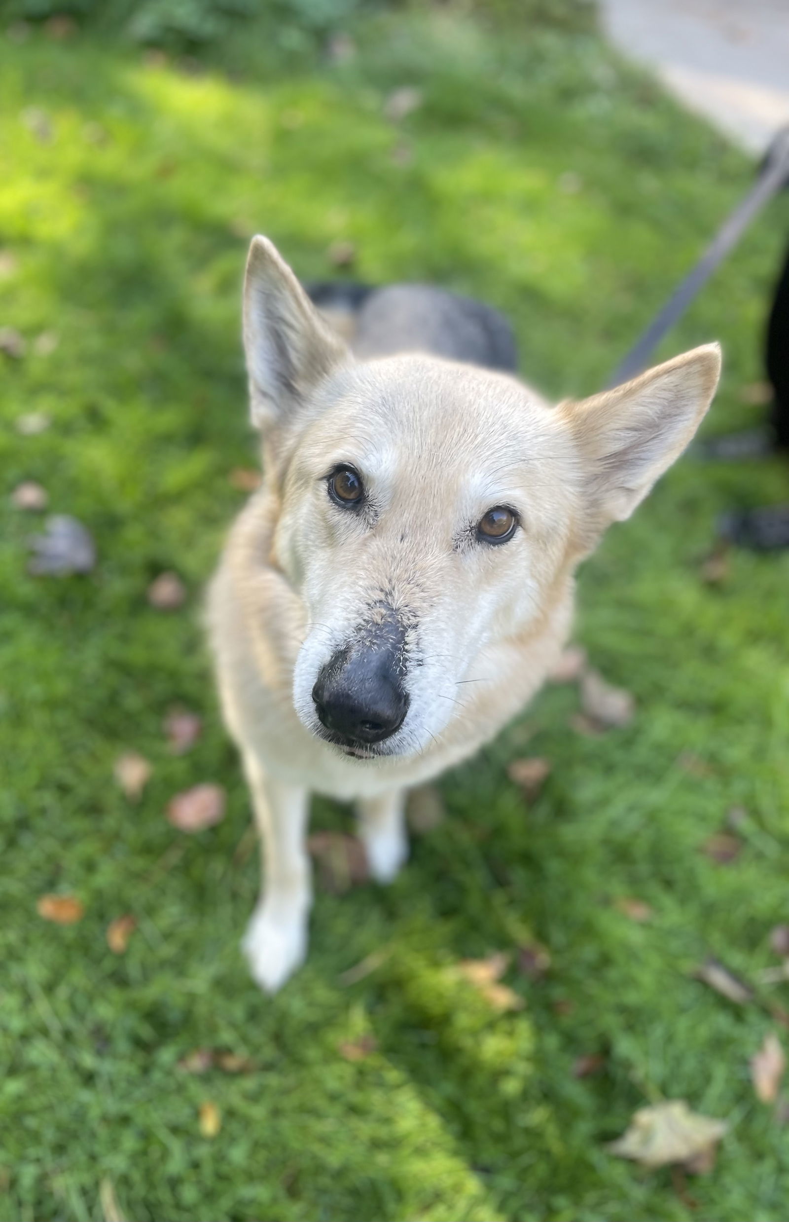 Tobi, an adoptable Shepherd, Husky in Saint Cloud, MN, 56303 | Photo Image 2