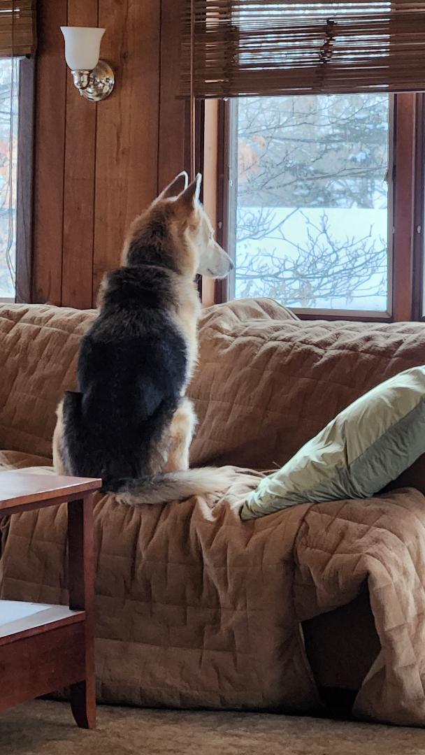 Tobi, an adoptable Shepherd, Husky in Saint Cloud, MN, 56303 | Photo Image 3