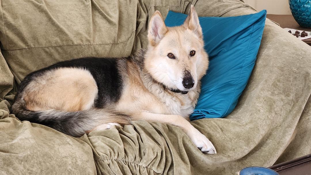 Tobi, an adoptable Shepherd, Husky in Saint Cloud, MN, 56303 | Photo Image 3