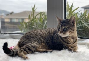 antonio, Adult Male unknown