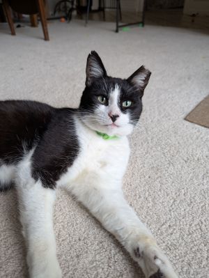 Apollo, Adult Male unknown