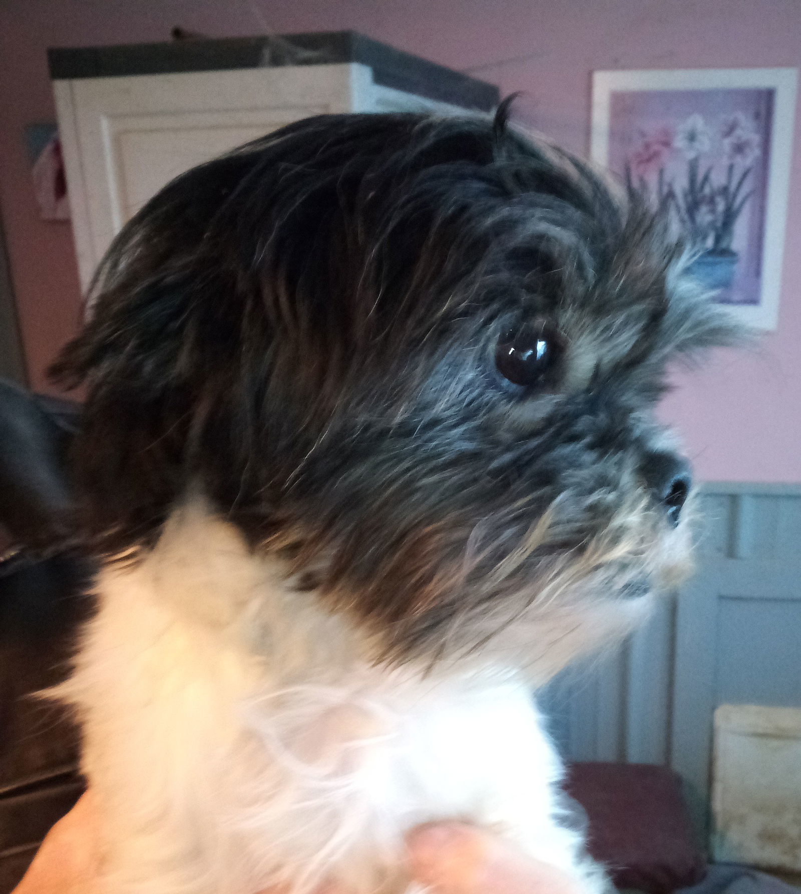 Myla