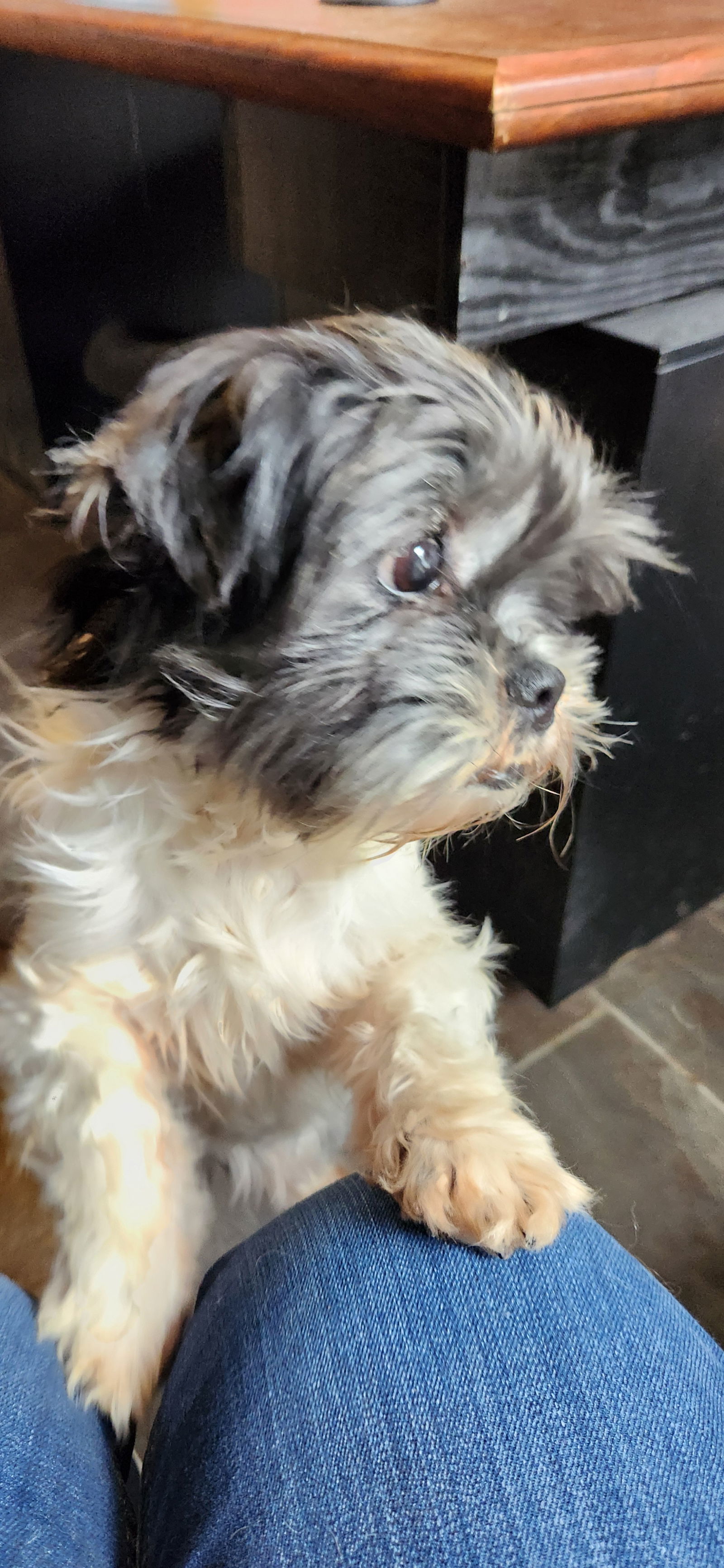 Myla