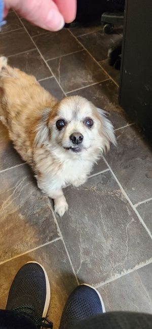 Markie Pekingese Dog