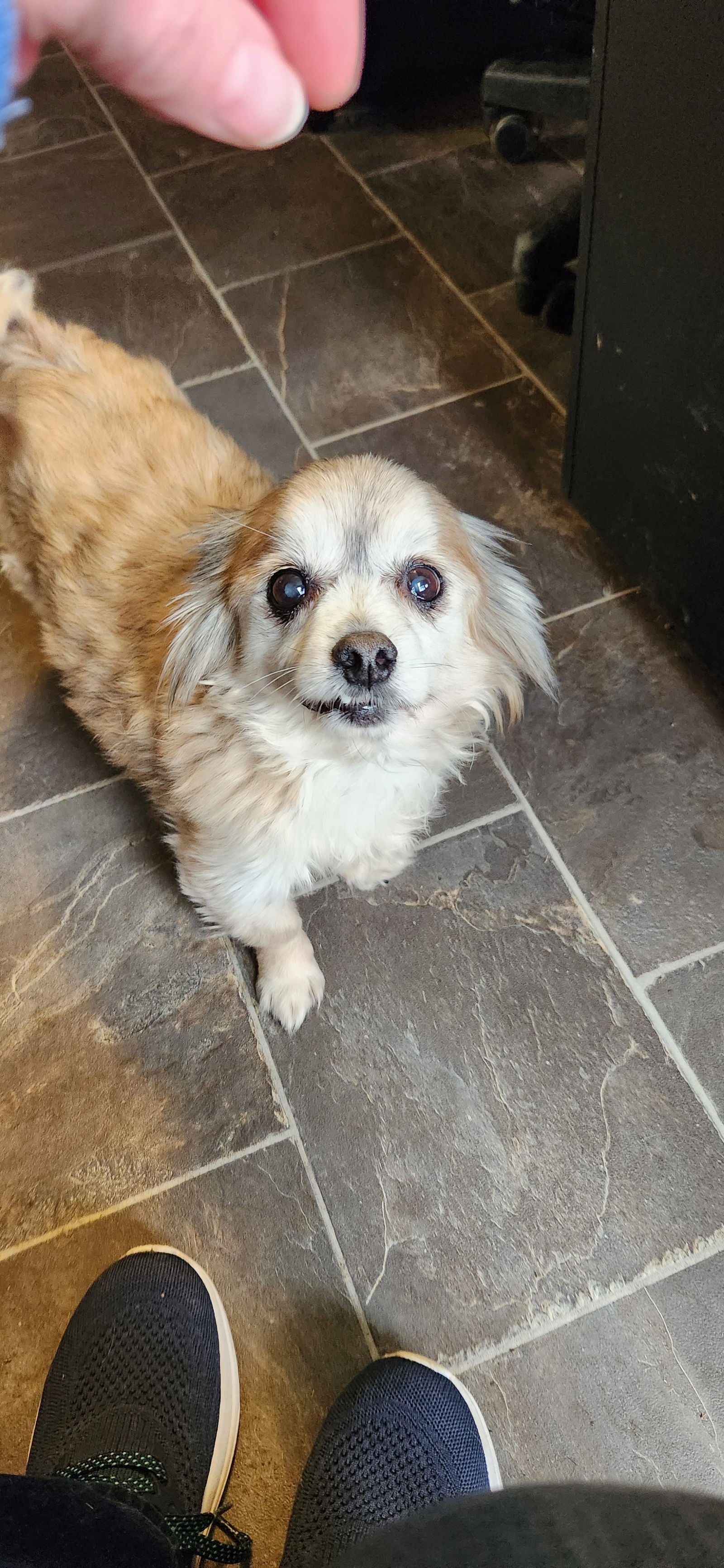 Markie, an adoptable Pekingese, Chihuahua in Oakdale, TN, 37829 | Photo Image 1