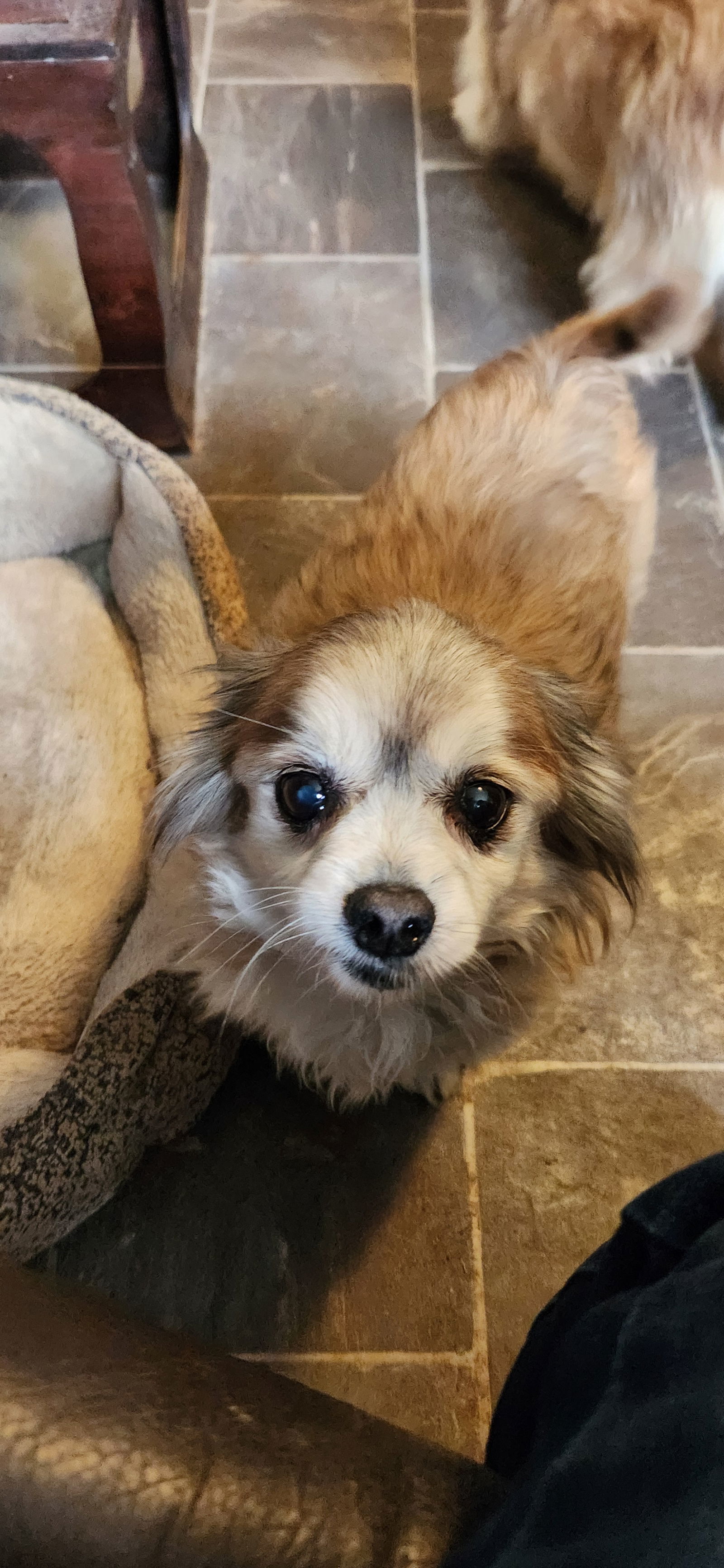 Markie, an adoptable Pekingese, Chihuahua in Oakdale, TN, 37829 | Photo Image 2