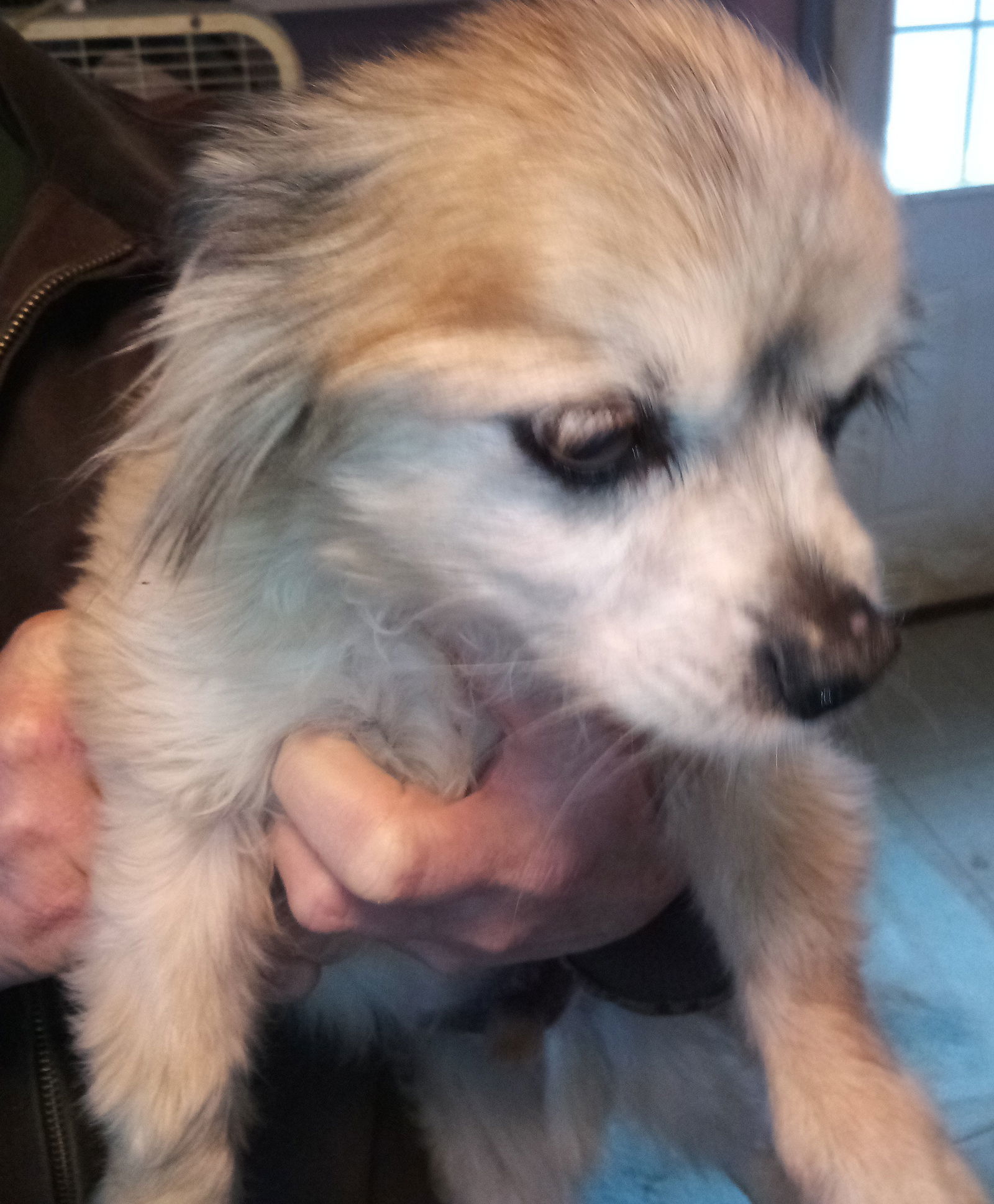 Markie, an adoptable Pekingese, Chihuahua in Oakdale, TN, 37829 | Photo Image 3
