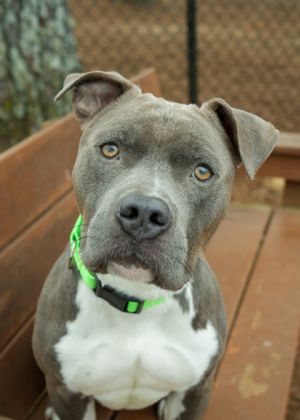 Surazal is a 4-year-old grey Pitbull mix with a laidback nature He much prefers to relax indoors th