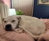 Meeka photo 4