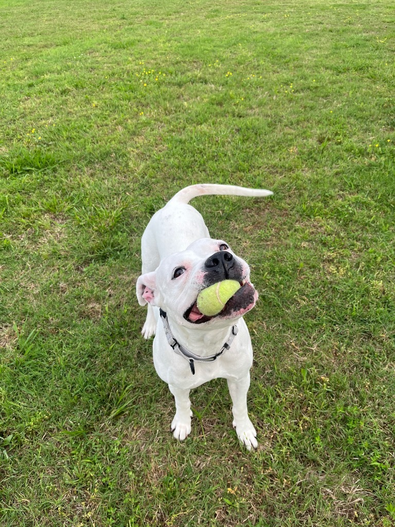 Meeka