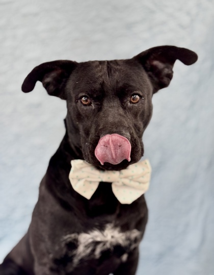 Duke