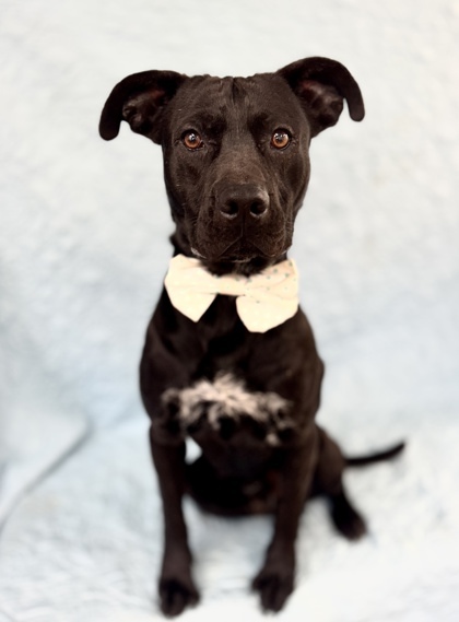 Duke