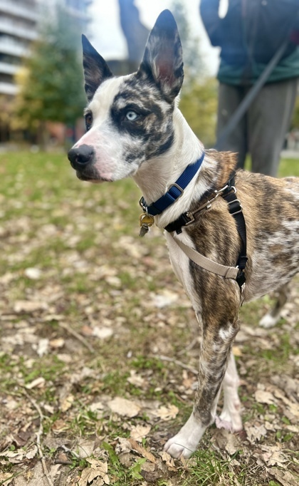 Paul, an adoptable Mixed Breed in Montreal, QC, H4P 1X4 | Photo Image 3