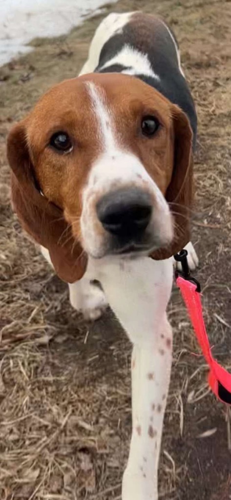 Ziggy, an adoptable Mixed Breed in Ashland, WI, 54806 | Photo Image 1
