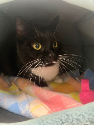 Mrs.Boots (Lil&#39; Pea), Adult Female Domestic Short Hair