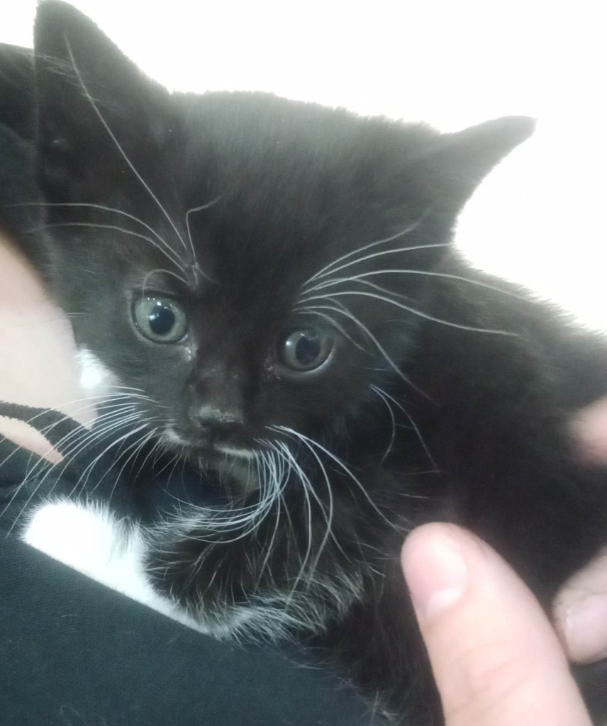 Mrs.Boots (Lil' Pea)