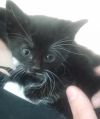 Mrs.Boots (Lil&#39; Pea) photo 3