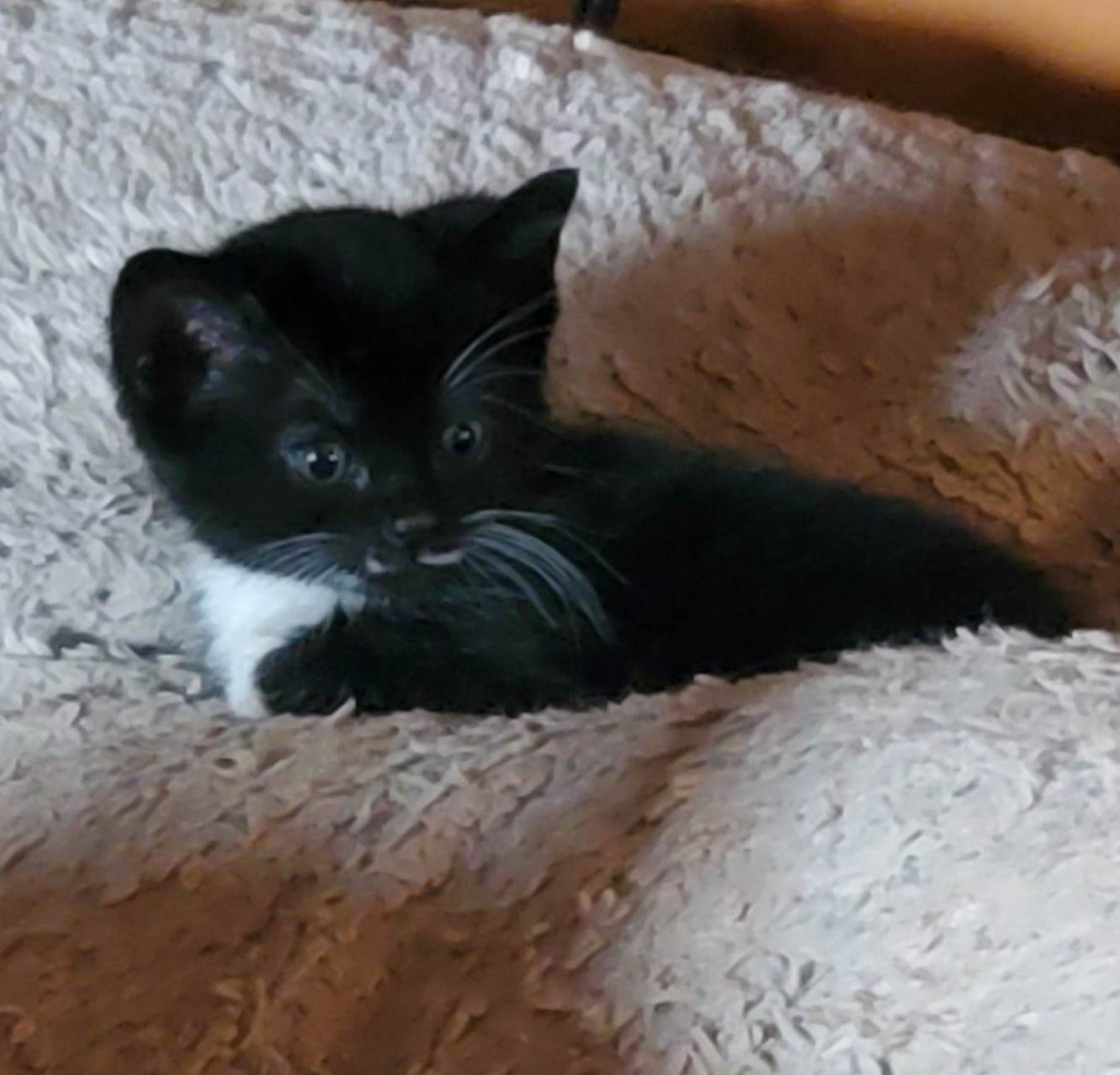 Mrs.Boots (Lil' Pea)
