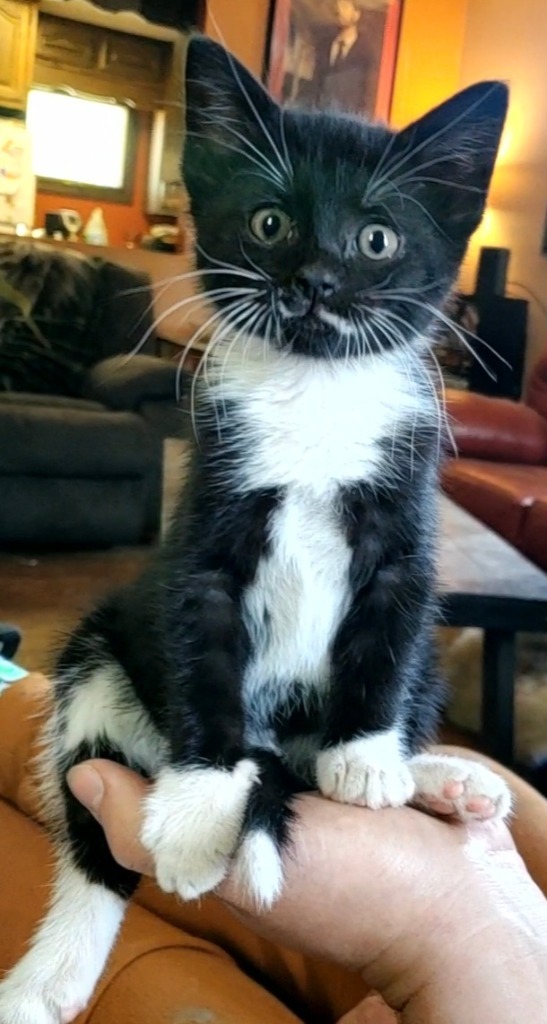 Mrs.Boots (Lil' Pea)