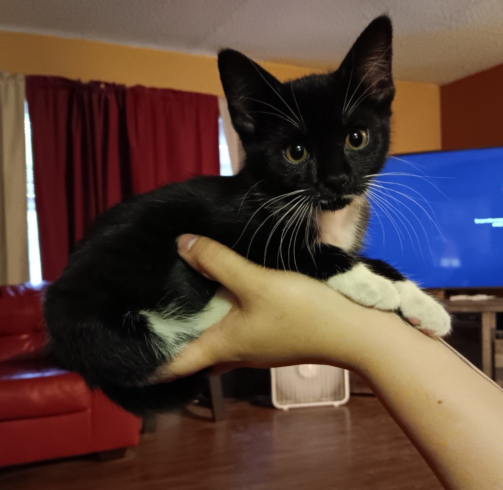 Mrs.Boots (Lil' Pea)