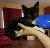Mrs.Boots (Lil&#39; Pea) photo 6