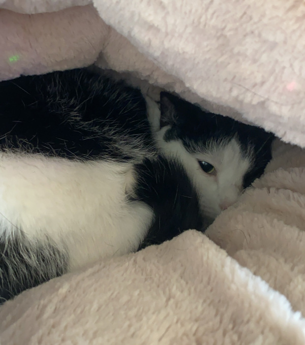 Pepper
