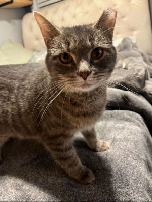 Whiskers, Young Female unknown