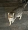 Whiskers photo 2