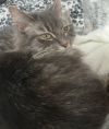Whiskers photo 3