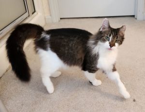 Violet SENIOR FEMALE, Senior Female Domestic Long Hair