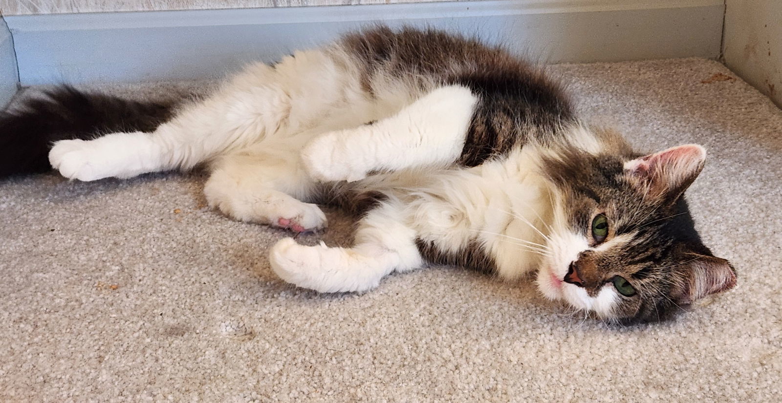 Violet SENIOR FEMALE