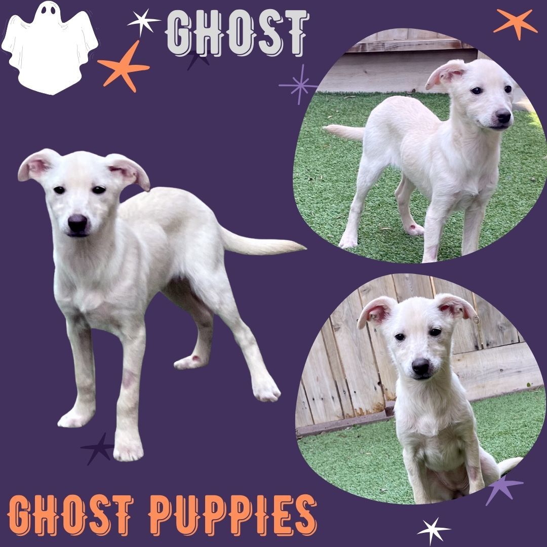 Ghost