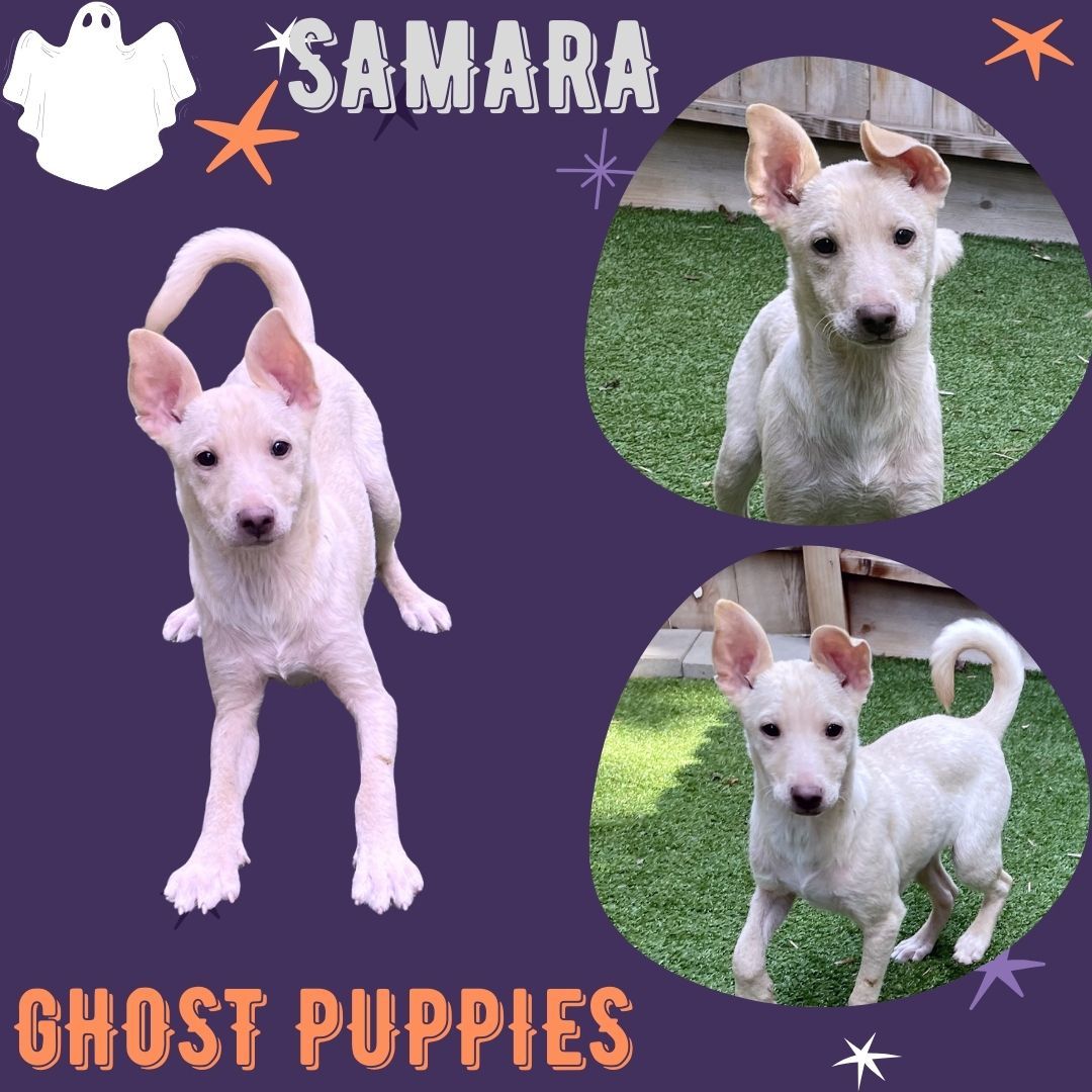 Samara