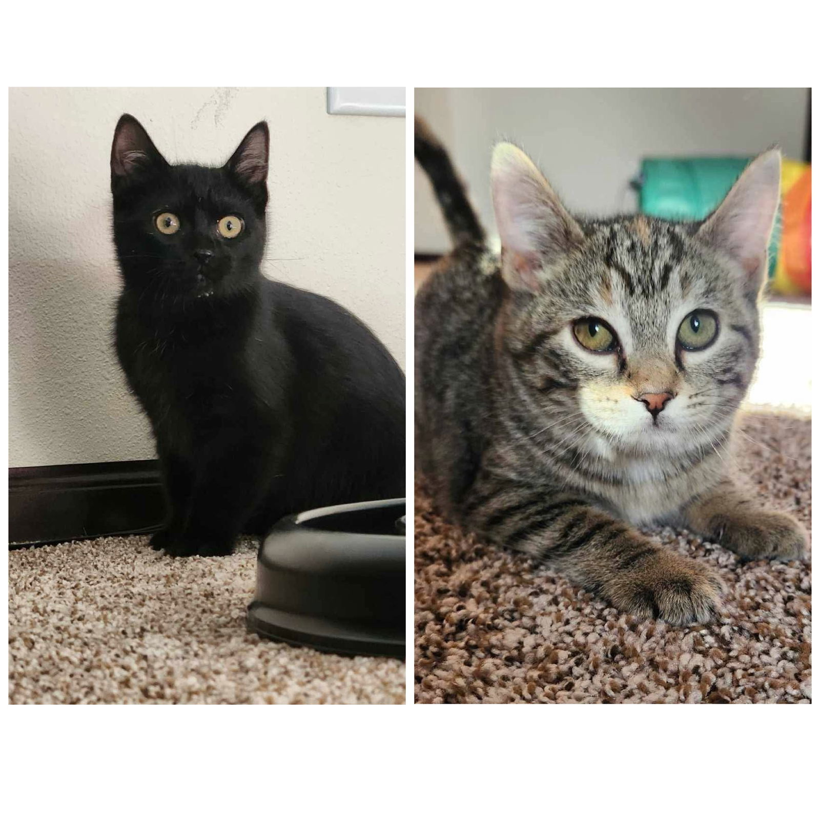 Peanut Fluffernutter & Sweet Pea Tinkerton