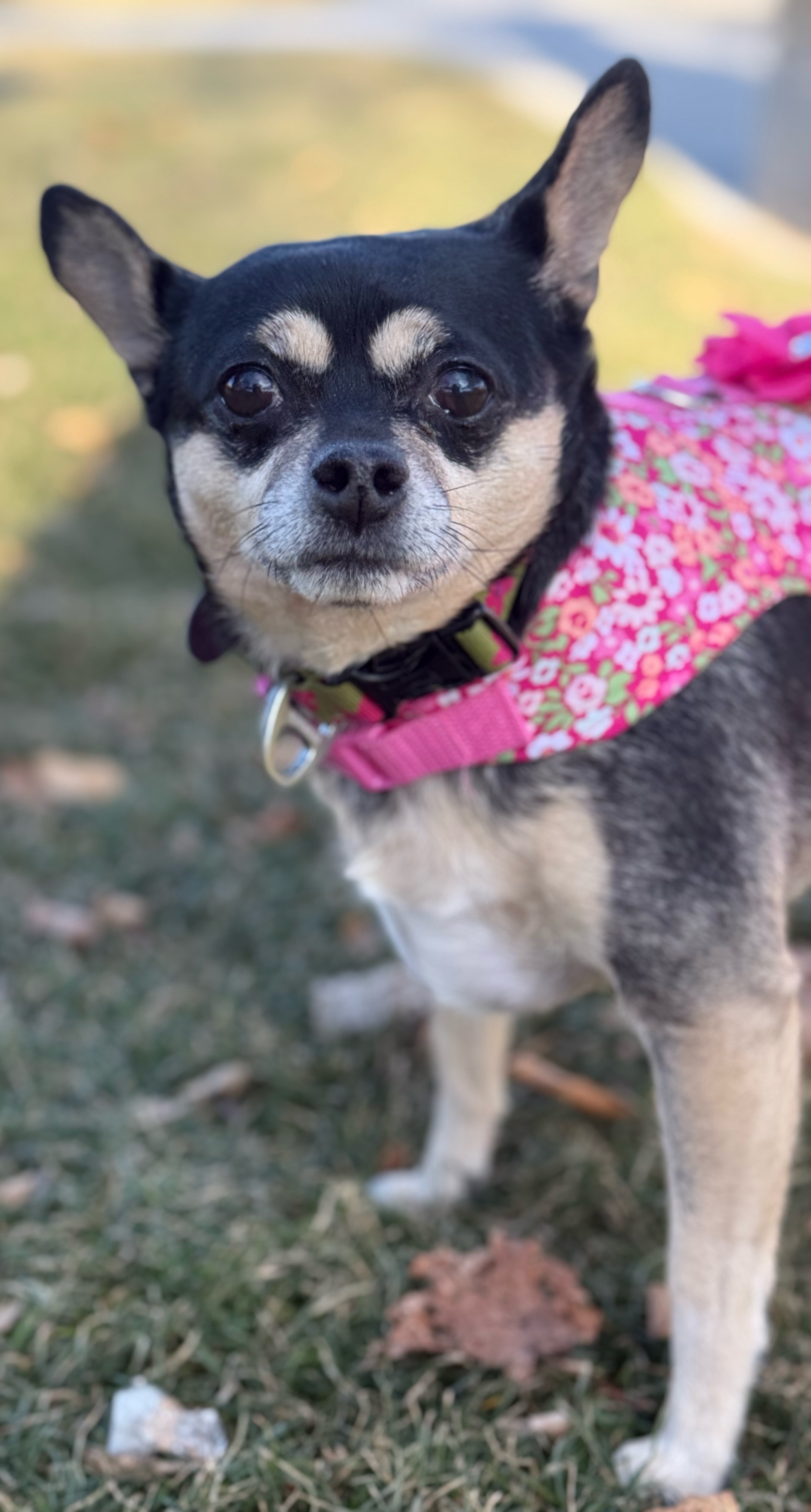Rosy, an adoptable Chihuahua in Twin Falls, ID, 83301 | Photo Image 1
