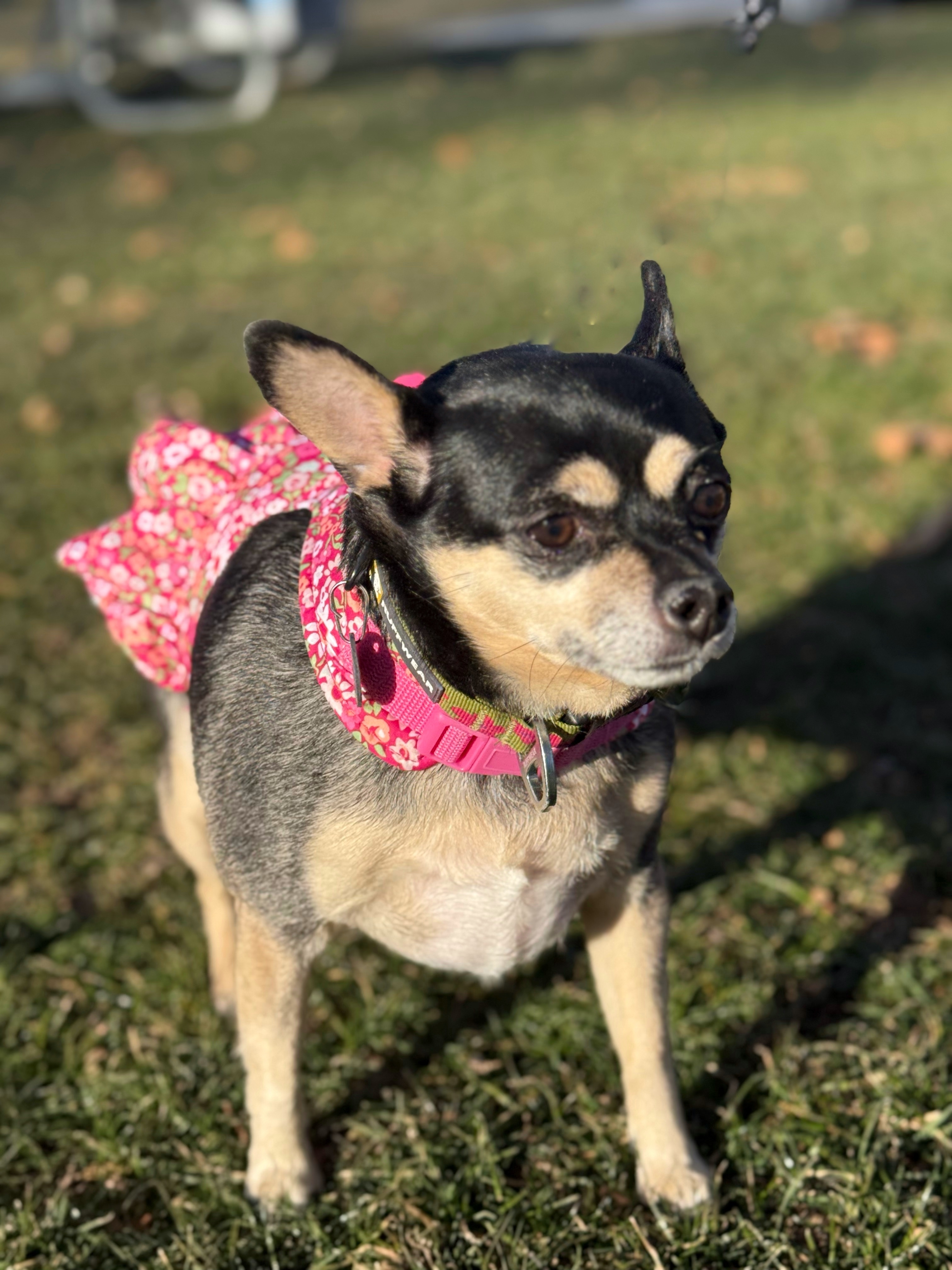 Rosy, an adoptable Chihuahua in Twin Falls, ID, 83301 | Photo Image 2