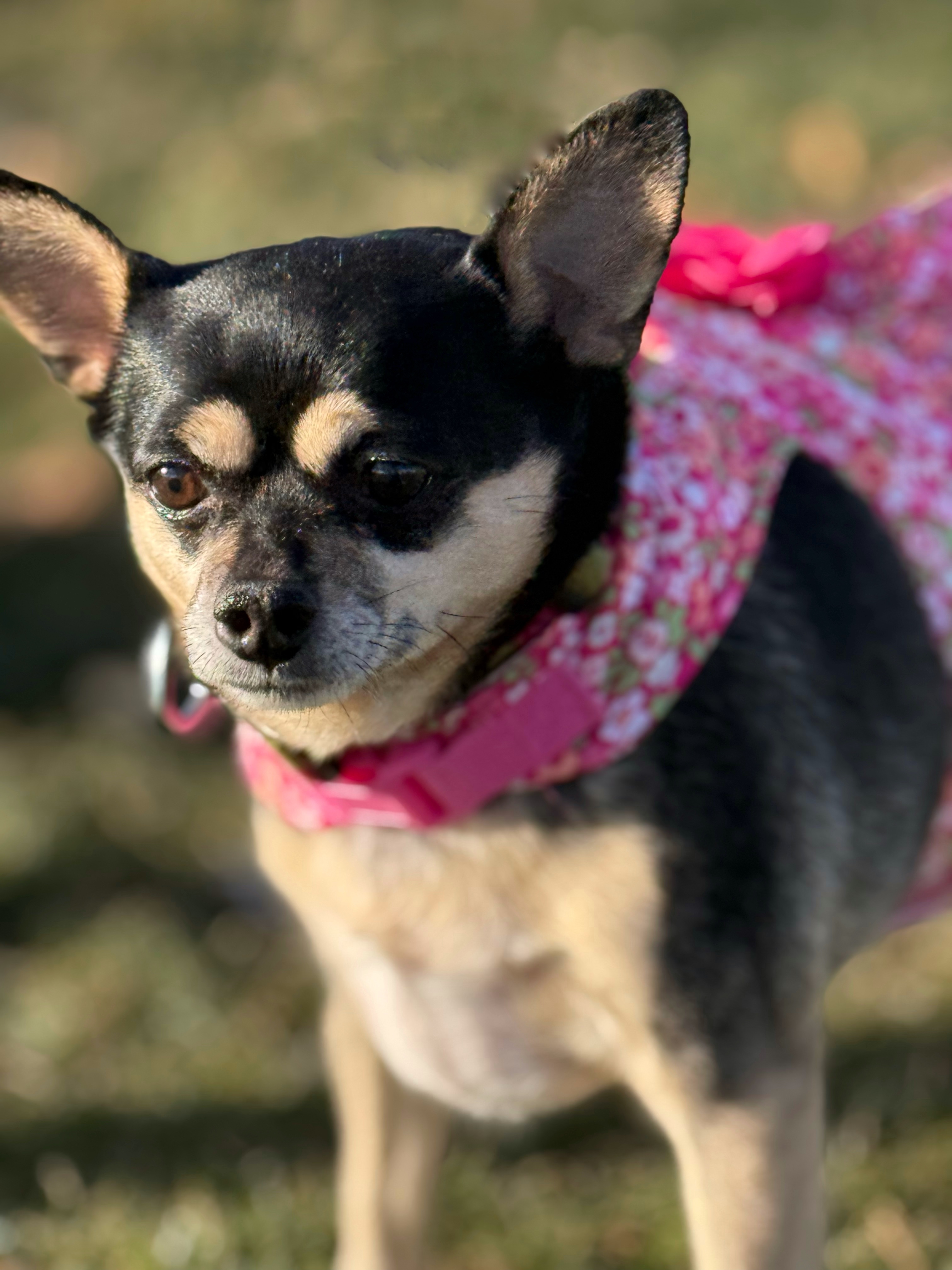 Rosy, an adoptable Chihuahua in Twin Falls, ID, 83301 | Photo Image 3
